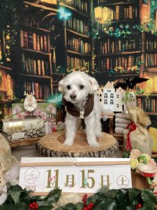 仙台ペット宿R with dogご宿泊頂きましたわんちゃんのご紹介