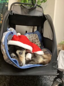 仙台ペット宿R with dogご宿泊頂きましたわんちゃんのご紹介