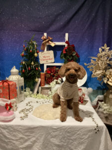 仙台ペット宿R with dogご宿泊わんちゃんのご紹介