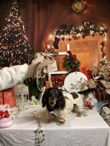 仙台ペット宿R with dogご宿泊わんちゃんのご紹介