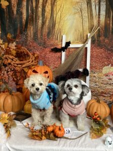 仙台ペット宿R with dogご宿泊頂きましたわんちゃんのご紹介