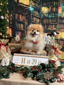 仙台ペット宿R with dogご宿泊わんちゃんのご紹介