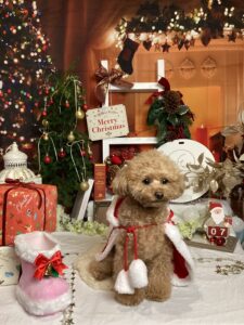 仙台ペット宿R with dogご宿泊頂きましたわんちゃんのご紹介