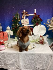 仙台ペット宿R with dogご宿泊わんちゃんのご紹介