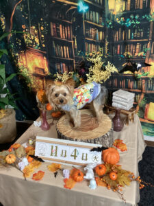 仙台ペット宿R with dogご宿泊頂きましたわんちゃんのご紹介