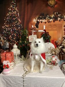 仙台ペット宿R with dogご宿泊頂きましたわんちゃんのご紹介