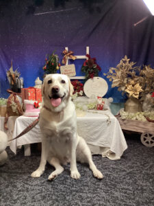 仙台ペット宿R with dogご宿泊わんちゃんのご紹介