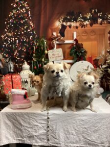 仙台ペット宿R with dogご宿泊頂きましたわんちゃんのご紹介