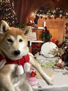 仙台ペット宿R with dogご宿泊頂きましたわんちゃんのご紹介