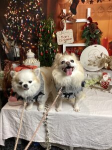 仙台ペット宿R with dogご宿泊頂きましたわんちゃんのご紹介