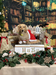 仙台ペット宿R with dogご宿泊頂きましたわんちゃんのご紹介