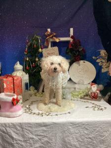 仙台ペット宿R with dogご宿泊わんちゃんのご紹介