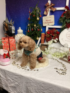 仙台ペット宿R with dogご宿泊わんちゃんのご紹介