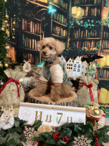 仙台ペット宿R with dogご宿泊わんちゃんのご紹介