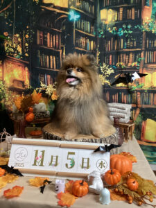 仙台ペット宿R with dogご宿泊わんちゃんのご紹介