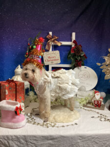 仙台ペット宿R with dogご宿泊わんちゃんのご紹介