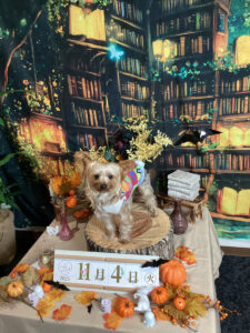 仙台ペット宿R with dogご宿泊わんちゃんのご紹介