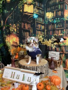 仙台ペット宿R with dog ご宿泊わんちゃんのご紹介