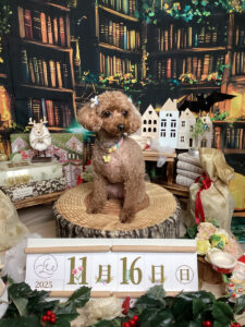 仙台ペット宿R with dogご宿泊頂きましたわんちゃんのご紹介