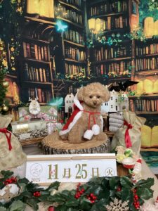 仙台ペット宿R with dogご宿泊頂きましたわんちゃんのご紹介