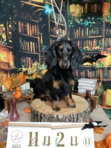 仙台ペット宿R with dogご宿泊いただきましたわんちゃんのご紹介