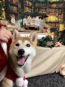 仙台ペット宿R with dogご宿泊頂きましたわんちゃんのご紹介