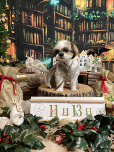 仙台ペット宿R with dogご宿泊わんちゃんのご紹介