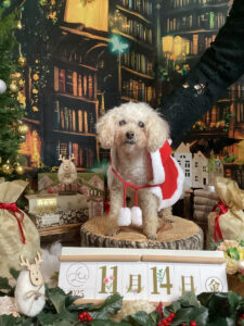 仙台ペット宿R with dogご宿泊わんちゃんのご紹介