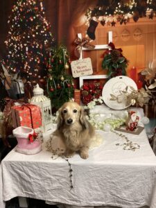 仙台ペット宿R with dogご宿泊わんちゃんのご紹介