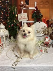 仙台ペット宿R with dogご宿泊わんちゃんのご紹介