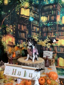 仙台ペット宿R with dog ご宿泊わんちゃんのご紹介