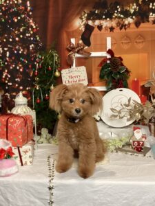 仙台ペット宿R with dogご宿泊頂きましたわんちゃんのご紹介