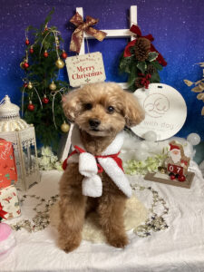 仙台ペット宿R with dogご宿泊わんちゃんのご紹介