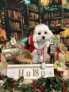 仙台ペット宿R with dogご宿泊頂きましたわんちゃんのご紹介