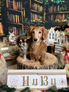 仙台ペット宿R with dogご宿泊わんちゃんのご紹介