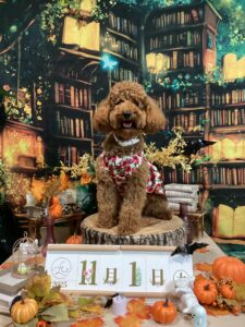 仙台ペット宿R with dogご宿泊わんちゃんのご紹介