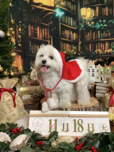 仙台ペット宿R with dogご宿泊頂きましたわんちゃんのご紹介