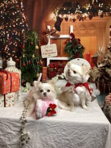 仙台ペット宿R with dogご宿泊わんちゃんのご紹介