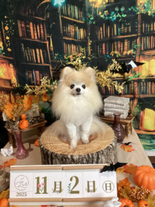 仙台ペット宿R with dogご宿泊わんちゃんのご紹介