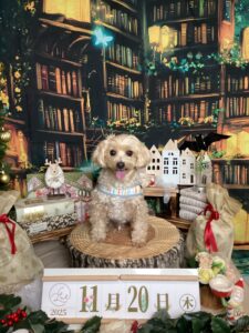 仙台ペット宿R with dogご宿泊頂きましたわんちゃんのご紹介