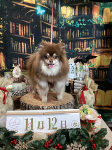 仙台ペット宿R with dogご宿泊わんちゃんのご紹介