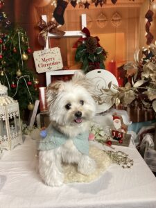 仙台ペット宿R with dogご宿泊わんちゃんのご紹介