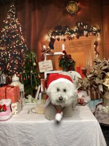 仙台ペット宿R with dogご宿泊頂きましたわんちゃんのご紹介