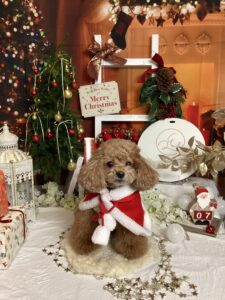 仙台ペット宿R with dogご宿泊頂きましたわんちゃんのご紹介