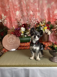 仙台ペット宿R with dogご宿泊頂きましたわんちゃんのご紹介