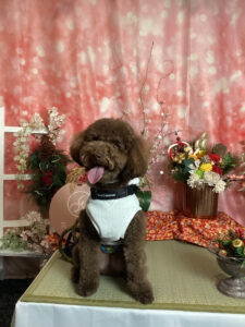 仙台ペット宿R with dogご宿泊頂きましたわんちゃんのご紹介