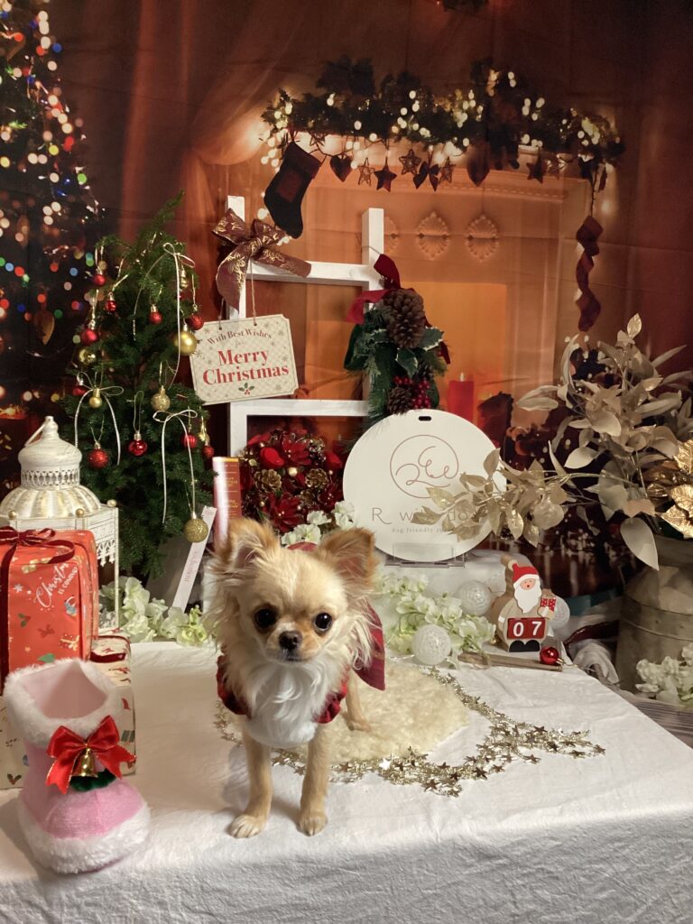 仙台ペット宿R with dogご宿泊頂きましたわんちゃんのご紹介