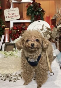 仙台ペット宿R with dogご宿泊頂きましたわんちゃんのご紹介