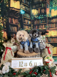 仙台ペット宿R with dogご宿泊わんちゃんのご紹介