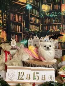 仙台ペット宿R with dogご宿泊頂きましたわんちゃんのご紹介